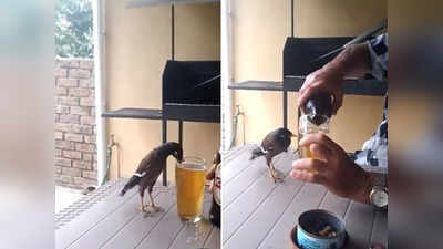फनी वीडियो: शख्स ग्लास में डाल रहा था बियर, तभी चिड़िया ने कर दिया खेल