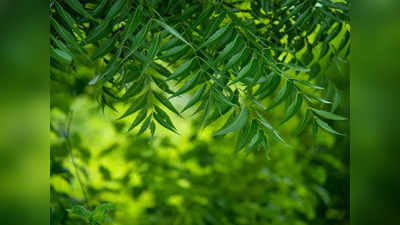 Neem Leaves: വേപ്പില വെറുംവയറ്റിൽ കഴിച്ചാൽ പലതുണ്ട് ഗുണങ്ങൾ