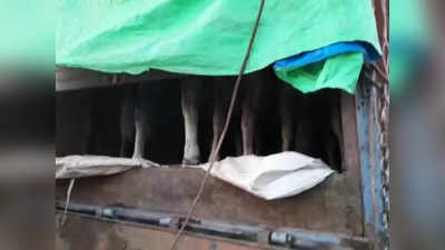 MP News : ऊपर आलू के बोरे, नीचे ठूंस-ठूंसकर भरे गाय... पुष्पा स्टाइल में गायों की तस्करी देख पुलिस हैरान