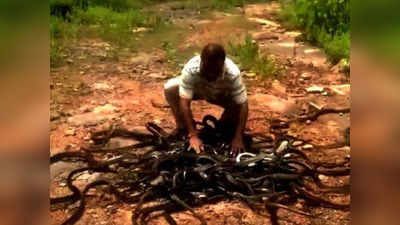 Video: ३०० सापांना पोत्यात भरून आणलं जंगलात; मग पुढे जे केलं ते पाहून व्हाल थक्क
