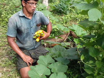 മലയാളിക്ക് ഏറെ പരിചിതമല്ലാത്ത കൂസ കൃഷി വിജയിപ്പിച്ച് ചാലിയാറിലെ സിദീഖ്