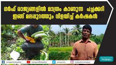 ഗർഫ് രാജ്യങ്ങളിൽ മാത്രം കാണുന്ന പച്ചക്കറി ഇങ്ങ് മലപ്പുറത്തും വിളയിച്ച് കർഷകൻ