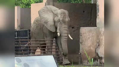 24 वर्षों पहले जिस हाथी को भारत लाया गया था, आज वो हो गया है अकेला!