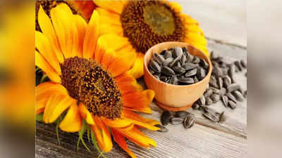 Benefits of sunflower seeds: ನೀವು ತಿಳಿದಿರಲೇಬೇಕಾದ ಸೂರ್ಯಕಾಂತಿ ಬೀಜಗಳ ಆರೋಗ್ಯ ಪ್ರಯೋಜನಗಳು!
