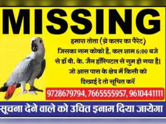 parrot missing from sikar rajasthan hospital staff engaged in finding parrot finder will get reward