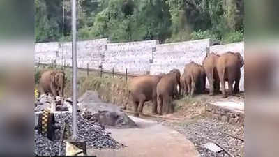 हाथी नहीं पार कर पा रहे थे रेलवे ट्रैक, IAS ने शेयर किया वीडियो और रास्ता खुल गया!