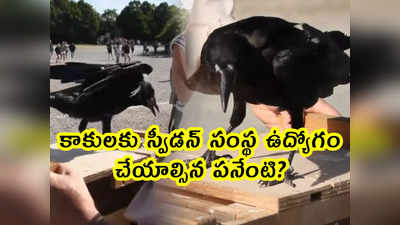 viral: కాకులకు ఉద్యోగం.. స్వీడన్ సంస్థ సంచలనం.. పనేంటి?