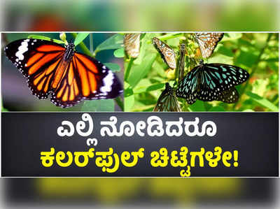 ಎಲ್ಲಿ ನೋಡಿದರೂ ಕಲರ್‌ಫುಲ್‌ ಚಿಟ್ಟೆಗಳೇ! ಚಿಟ್ಟೆಗಳ ಹಾಟ್‌ಸ್ಪಾಟ್‌ ಆದ ಕೊಯಮತ್ತೂರಿನ ವೆಲ್ಲಾಲೋರ್‌ ಕೆರೆ