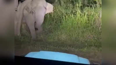 वीडियो बनाने के लिए बेचारे हाथी के पीछे लगा दी जीप, लोगों का फूटा गुस्सा