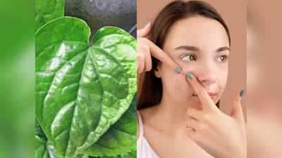 <strong>Betel Leaf for skin care :</strong> एका रात्रीत पिंपल्स बरे करू शकतं ‘हे’ एक पान, चेहरा ग्लोइंग बनवण्यासोबतच अनेक स्किन प्रॉब्लेम्सवर आहे रामबाण..! 