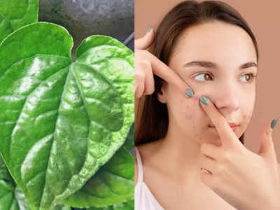 <strong>Betel Leaf for skin care :</strong> एका रात्रीत पिंपल्स बरे करू शकतं ‘हे’ एक पान, चेहरा ग्लोइंग बनवण्यासोबतच अनेक स्किन प्रॉब्लेम्सवर आहे रामबाण..! 