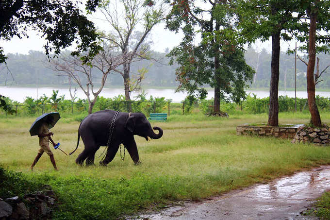 Sakrebilu elephant camp