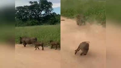मादा सूअर अपने बच्चों के साथ जा रही थी, तेंदुआ इतनी तेज आया सबके होश उड़ गए
