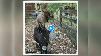 Video: एकमेका सहाय्य करू…! बकरीनं गाढवाच्या पाठीवर बसून खाल्ली पानं