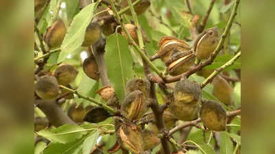 Almond Farming Business Idea: किसानों को मालामाल करेगी बादाम की खेती, बस एक बार लगाएं पौधा और 50 साल तक कमाते रहें मुनाफा!