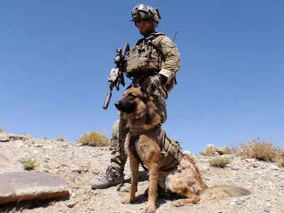 British Army: ब्रिटिश SAS कमांडो ने तालिबान की फायरिंग के बीच घायल स्निफर डॉग को बचाया, मिलेगा वीरता पुरस्कार