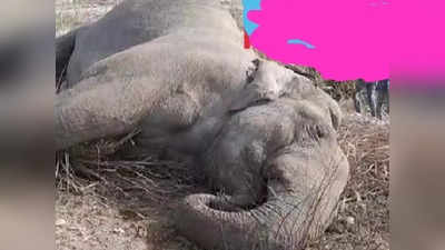 Shivalik Forest Division: बिजली विभाग की लापरवाही ने ली हाथी की जान, शिवालिक जंगल में काफी नीचे है हाईटेंशन लाइन