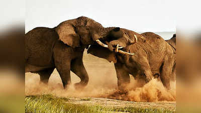 एक हत्ती जेव्हा दुसऱ्या हत्तीवर हल्ला करतो; पाहा प्राण्यांची अनोखी रेसलिंग