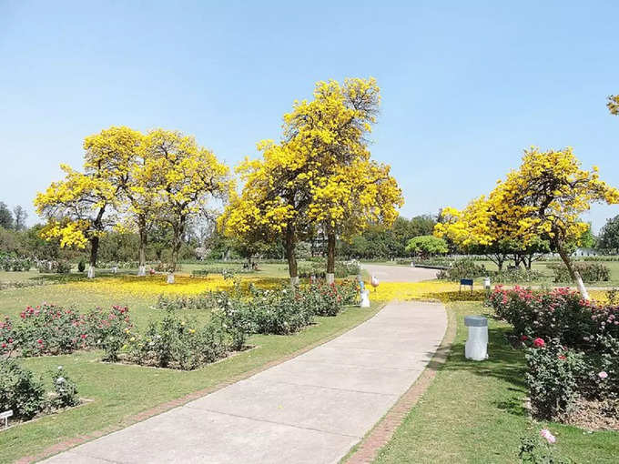 जाकिर हुसैन रोज गार्डन, चंडीगढ़ - Zakir Hussain Rose Garden, Chandigarh