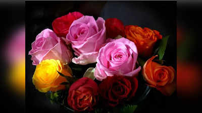 Rose Day 2022: সঙ্গীকে দেবেন কেমন গোলাপ? জানুন রাশি অনুযায়ী