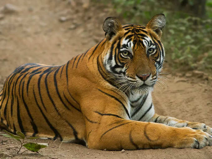 ೧. ರಣಥಂಬೋರ್‌ ರಾಷ್ಟ್ರೀಯ ಉದ್ಯಾನವನ