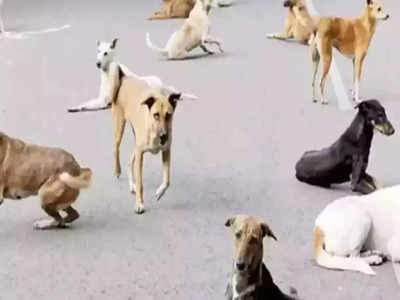 30 dogs found dead: धक्कादायक! ३० श्वानांचे मृतदेह आढळले; विषप्रयोग केल्याचा अंदाज