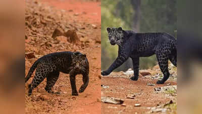 2 साल तक किया फोटोग्राफर ने इंतजार, तब जाकर खींच पाया Black Leopard की ये फोटो!