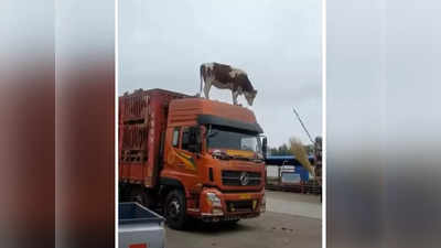 Video: तिला खाली उतरवणार कसं? कंटेनरमधून ट्रकच्या छतावर पोहोचली ही गाय
