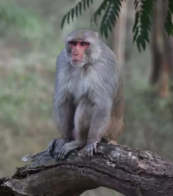 rhesus macaque or rhesus monkey