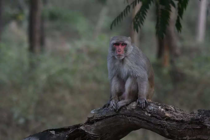 rhesus macaque or rhesus monkey