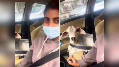 गाय के बछड़े को लड़की ने कार में बैठाया, सीट बेल्ट लगाई और वीडियो इंटरनेट पर छा गया