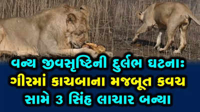 વન્ય જીવસૃષ્ટિની દુર્લભ ઘટનાઃ ગીરમાં કાચબાના મજબૂત કવચ સામે 3 સિંહ લાચાર બન્યા 