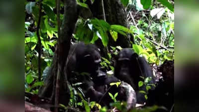 मादा चिंपाजी ने कीड़े से भरे अपने बच्चे के जख्म, वैज्ञानिक भी देख हुए हैरान!