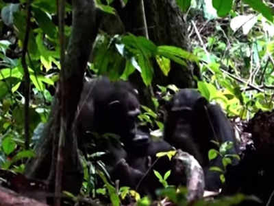 मादा चिंपाजी ने कीड़े से भरे अपने बच्चे के जख्म, वैज्ञानिक भी देख हुए हैरान!