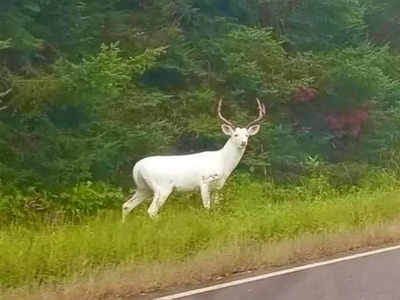 নিউ ইয়র্কে ওমিক্রন আক্রান্ত হরিণের সন্ধান, বাড়ছে উদ্বেগ!