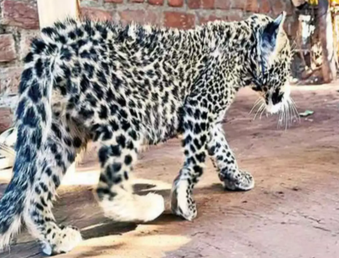 leopard cub