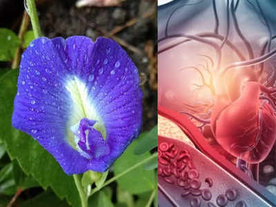 Shankhpushpi: नाम पर न जाएं, फ्लावर नहीं, फायर है ये फूल, 5 गंभीर बीमारियों का करेगा रामबाण इलाज