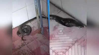बाथरूम के अंदर छुपा बैठा था कोबरा सांप, महिला ने देखा और फिर ये हुआ!
