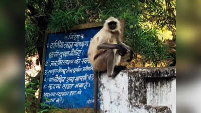 Chhatarpur Update News : छतरपुर में बंदरों का आतंक, मां-बेटे को छत से धक्‍का दिया, हालत गंभीर