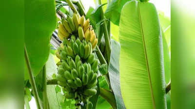 केळीचे भाव वाढणार! उत्पादकांना दिलासा, परराज्यात मागणी वाढली
