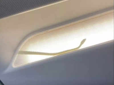 Snake on a Plane Video: जब फ्लाइट में घुस गया अनजाना मेहमान, सांप को देख करनी पड़ी इमरजेंसी लैंडिंग
