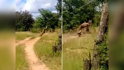 वीडियो: जान बचाकर भाग रहे थे हिरण, तेंदुए ने हवा में ही एक को दबोच लिया