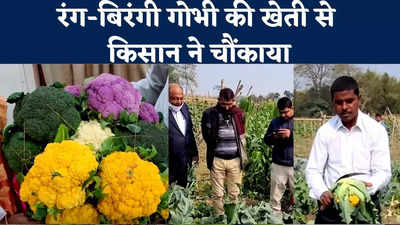 Purnia News : रंग-बिरंगी गोभी उगाकर किसान ने सभी को चौंकाया, एक एकड़ की खेती में 3 लाख का फायदा