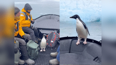 वीडियो: भूखी सील ने अंटार्कटिका में किया हमला तो नाव पर भागी पेंग्विन, यूं बची जान