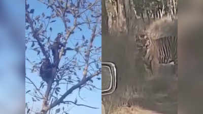 मंदिर जा रहे युवकों के आगे आया बाघ, बाइक छोड़ पेड़ पर चढ़े दोनों, कार सवार लोगों ने बनाया मजेदार वीडियो