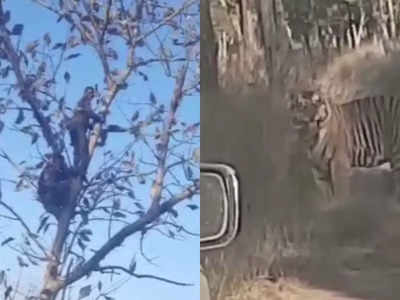 मंदिर जा रहे युवकों के आगे आया बाघ, बाइक छोड़ पेड़ पर चढ़े दोनों, कार सवार लोगों ने बनाया मजेदार वीडियो
