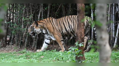 મંદિર જઈ રહેલા યુવક સામે આવી ગયો Tiger, બાઈક મૂકીને ઝાડ પર ચઢી ગયો, જુઓ વિડીયો