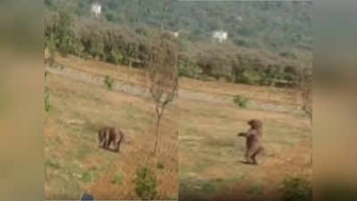 ఇడుపులపాయ ట్రిపుల్ ఐటీలో ఎలుగుబంటి హల్‌చల్.. కాసేపు హడలిపోయిన విద్యార్థులు