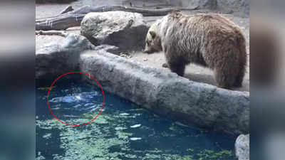 Video: कावळ्यासाठी अस्वल ठरलं देवदूत; पाहा बुडणाऱ्या पक्षाचे कसे वाचवले प्राण