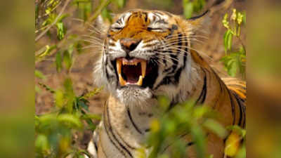 इस फोटो में बाघ हंसता हुआ दिख रहा है, पर सच बड़ा ही खतरनाक है!